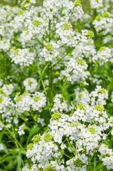 Small white flowers of horseradish, close-up — Stock Photo, Image