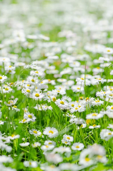 Lichtung schöne kleine Gänseblümchen, Nahaufnahme — Stockfoto