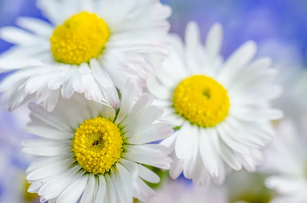 Buquê de flores de campo, close-up — Fotografia de Stock