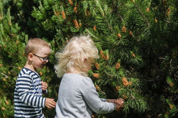 Jongen en meisje verzamelen pine toppen — Stockfoto