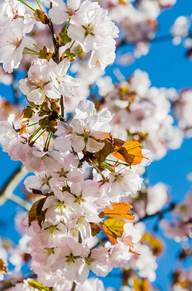 Güzel çiçek açması Sakura yakın çekim — Stok fotoğraf