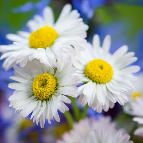Buquê de flores de campo, close-up — Fotografia de Stock