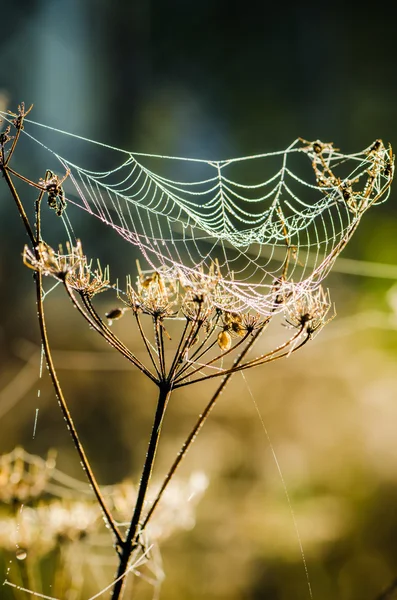 Tautropfen auf einem Netz, das vom Morgenlicht erhellt wird — Stockfoto