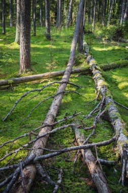 Ahşap zararlıları ve ormana düşmüş ağaçların zarar