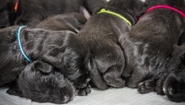 Küçük bir grup puppi doğurmak Minyatür Schnauzer 