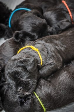 Küçük bir grup puppi doğurmak Minyatür Schnauzer 
