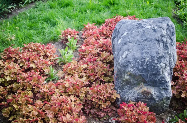 Decorative flower bed in a garden with rocks and plants, close-u — Stock Photo, Image