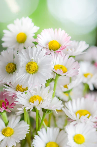 Bouquet of small delicate daisy, close-up — Stock Photo, Image