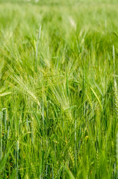 農地に若い小麦 — ストック写真