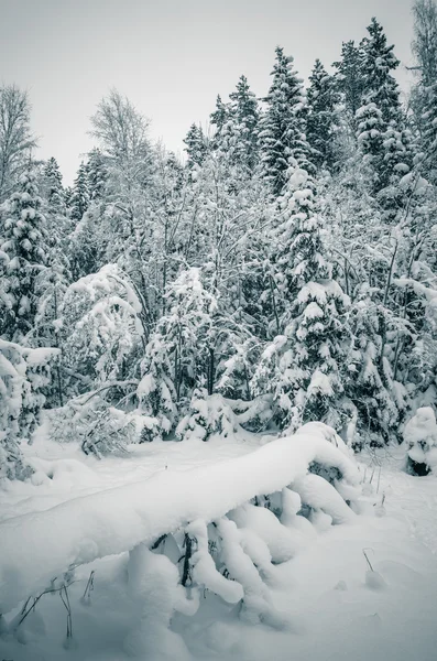 Wintersneeuw bedekt bomen. Viitna, Estland. — Stockfoto