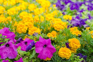 Yaz aylarında çok renkli çiçek arka plan  