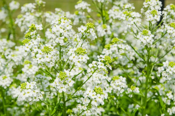 Horseradish, küçük beyaz çiçekler yakın çekim — Stok fotoğraf