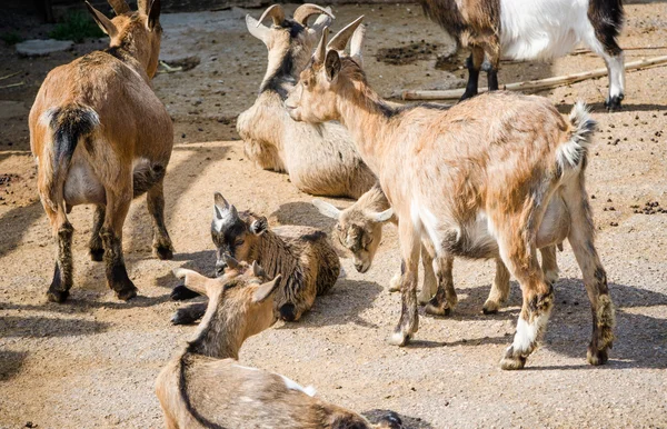 A herd of goats, close-up — Stock Photo, Image