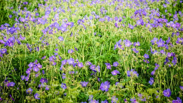 Beautiful purple meadow flowers, close-up — Stock Photo, Image
