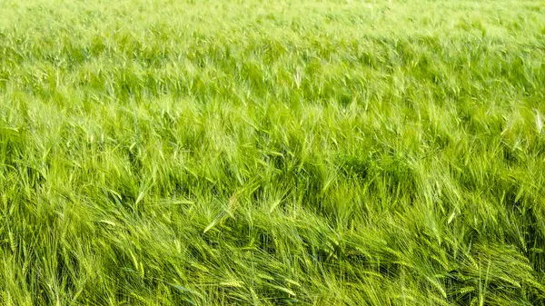 Mladá pšenice na zemědělské půdě — Stock fotografie