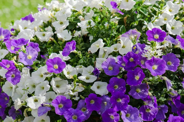 Bellissimi fiori di petunia bianchi e viola da vicino — Foto Stock
