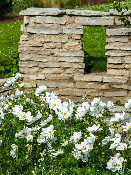 Vit blomma på en säng med andra växter, närbild — Stockfoto