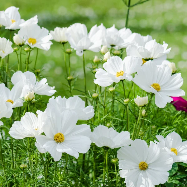 Weiße Blume auf einem Beet mit anderen Pflanzen, Nahaufnahme — Stockfoto