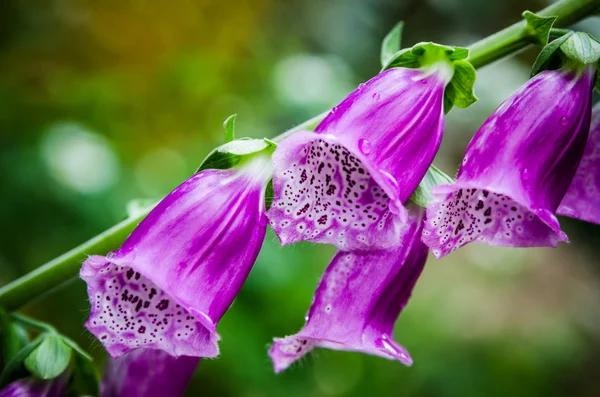 Hermosas flores morado Foxglove — Foto de Stock