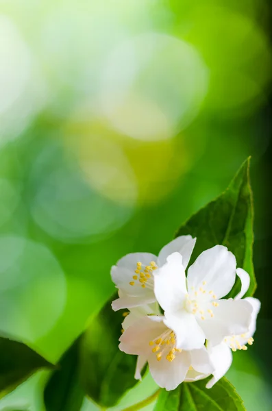 Schöne Blüten von Jasmin, aus nächster Nähe. — Stockfoto