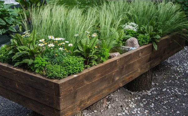 Een verscheidenheid aan planten en groenten gekweekt in een houten doos, sluiten — Stockfoto