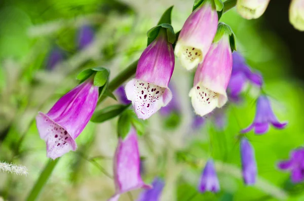 Krásné květy fialové náprstník — Stock fotografie