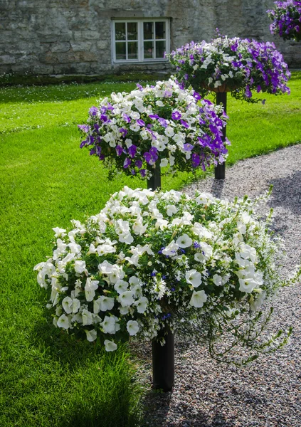 Красиві білі і фіолетові квіти петунії крупним планом — стокове фото