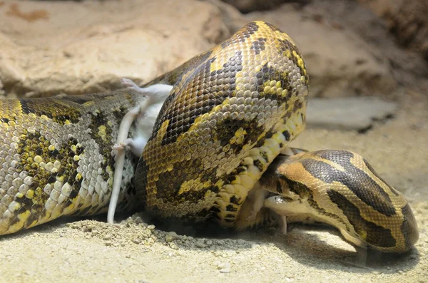 Python yeme fare