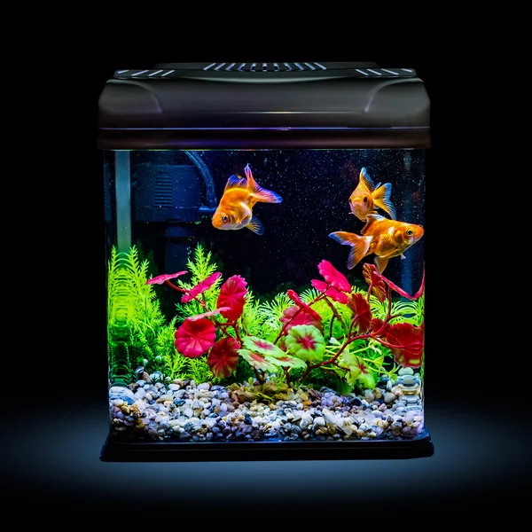 Goldfish in a night illuminated aquarium — Stock Photo, Image
