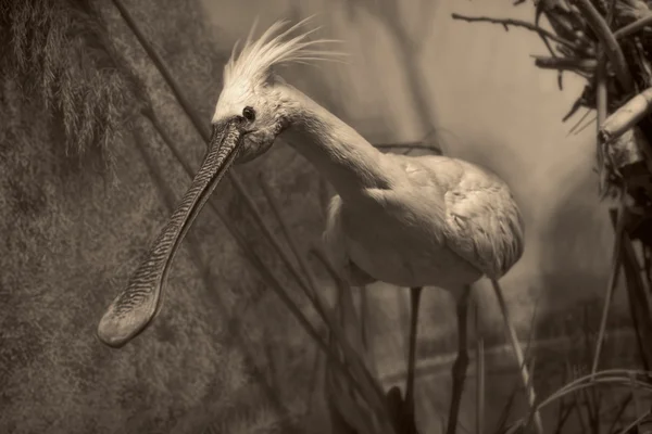 Scena della fauna selvatica — Foto Stock