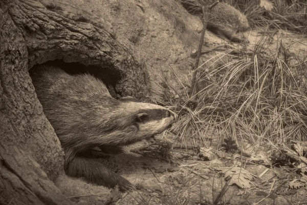 Wildszene — Stockfoto