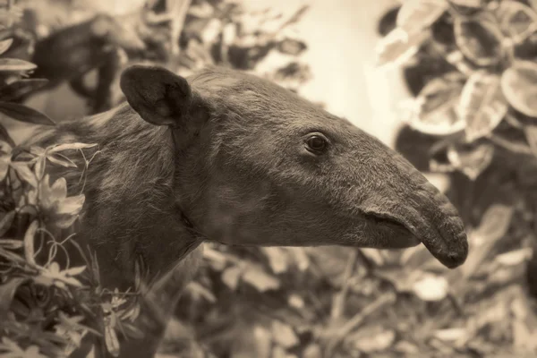 Yaban hayatı sahne - tapir — Stok fotoğraf