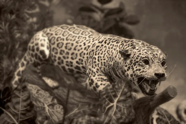 Cena da vida selvagem - leopardo — Fotografia de Stock