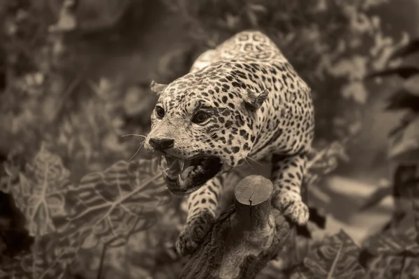 Wildlife scene - leopard — Stock Photo, Image