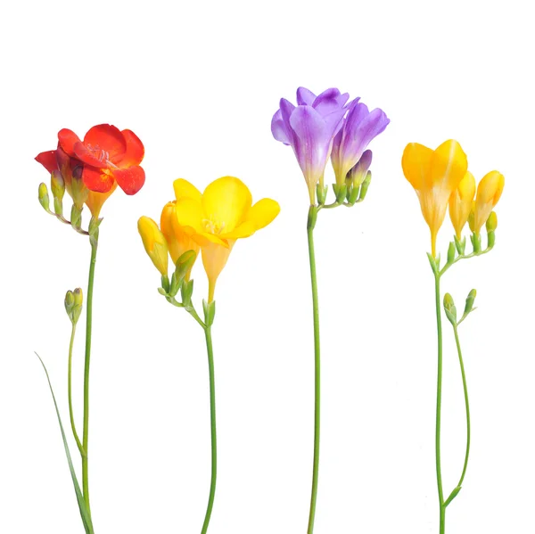 Flower — Stock Photo, Image