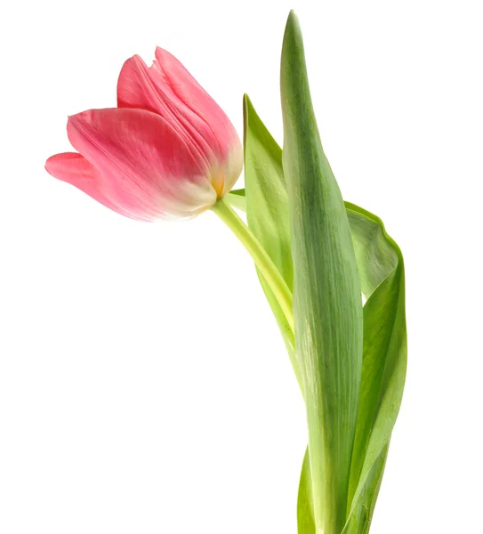 Blume Stockbild