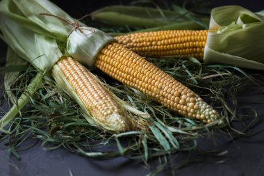 Masanın üzerindeki çimlerde mısır. Durgun yaşam. Çerçeveler organik