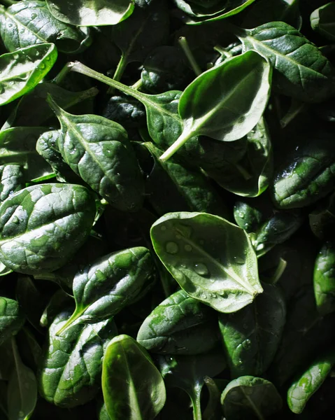 Spinach Close Greenery Macro Mode — Stock Photo, Image