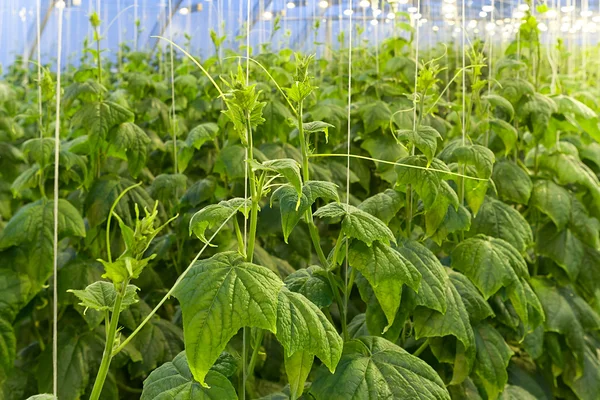 Büyük bir sera içinde salatalık büyüyen