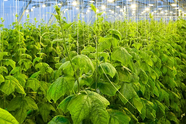 Büyük bir sera içinde salatalık büyüyen