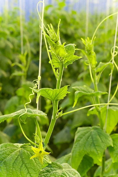 Büyük bir sera içinde salatalık büyüyen