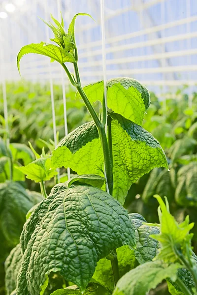 Salatalık'ın çekimleri de büyük bir sera büyüyen