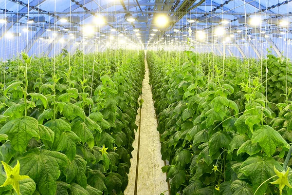 Crecimiento de pepinos en un gran invernadero — Foto de Stock