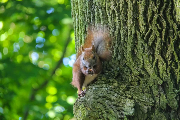 Rode eekhoorn met moer in het stadspark — Stockfoto