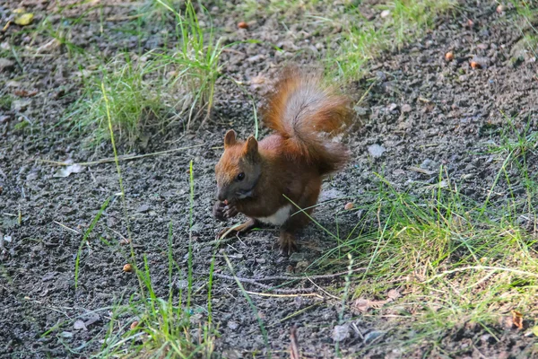 Красная белка с орехом в городском парке — стоковое фото
