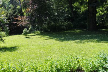 Şehir Parkı içinde ağaçlar arasında yeşil glade