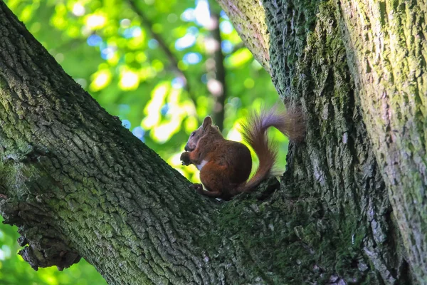Rode eekhoorn met moer in het stadspark — Stockfoto