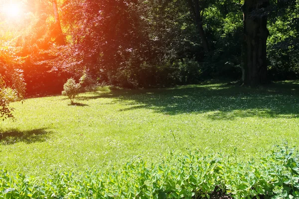 Groene glade tussen bomen in het zonlicht in stadspark — Stockfoto