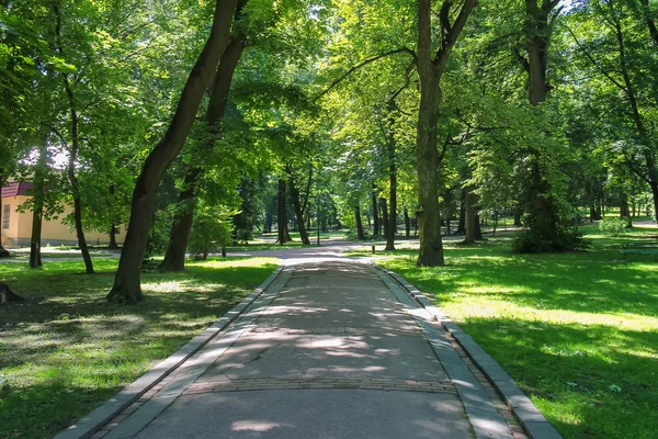 Aleja latem w parku miejskim — Zdjęcie stockowe