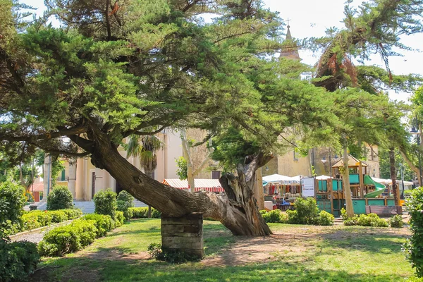 Starý nefunkční strom v městském parku. Vada, Itálie — Stock fotografie